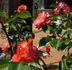 Earl Parsons rose photo