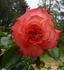 Earl Parsons rose photo