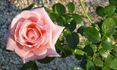 Ed Yesan rose photo