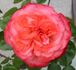 Earl Parsons rose photo