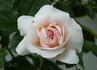Kaiser von Lautern rose photo