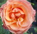 Celeb rose photo