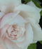 Margaret Dickson rose photo