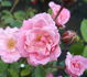 Riverdance rose photo