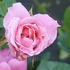 Riverdance rose photo