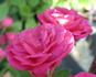 Rote Gabrielle Privat rose photo