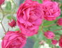 Rote Gabrielle Privat rose photo
