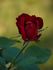 Flamme Rouge rose photo