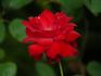 Flamme Rouge rose photo
