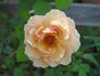 Serendipity rose photo