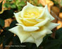 Yorkshire Lady rose photo