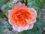 Enchanted Autumn rose photo