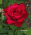 Burning Desire ™ rose photo