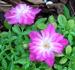 Baby Cheryl rose photo