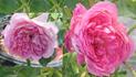 Jardins de Viels Maisons ® rose photo