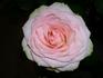 Esperanto rose photo