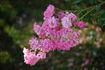 Deutsches Rosarium Dortmund rose photo