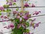 I Am clematis photo