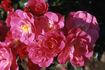 Blühwunder 08 rose photo