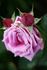 Blue Sky rose photo