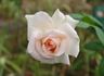 Just Peachy rose photo