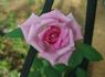 Margarete Fuchs rose photo