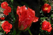 Hand in Hand rose photo