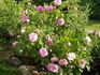 Madame Platz rose photo