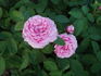 Madame Platz rose photo