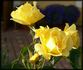 Bayerngold ® rose photo