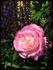Maxim ® rose photo