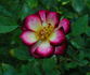 Mini Wings rose photo