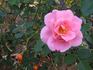 Prairie Princess rose photo