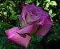 Twilight Zone rose photo