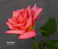 Tina Turner rose photo