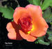 Tina Turner rose photo