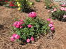 Valerie Jeanne rose photo