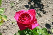 Antoine Noailly rose photo