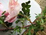 Pink Garland rose photo
