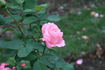 Alphée rose photo