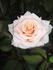 Anne Lorentz rose photo