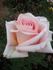 Anne Lorentz rose photo