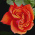 Cherry Brandy ® rose photo