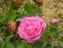Comtesse Cahen d'Anvers rose photo