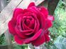 Musimara ® rose photo