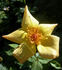 ARBXGOLDA rose photo