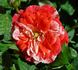 Tiger Tail rose photo
