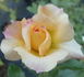Marjolaine ® rose photo