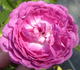 Pie IX rose photo