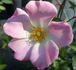 Sophisticate rose photo
